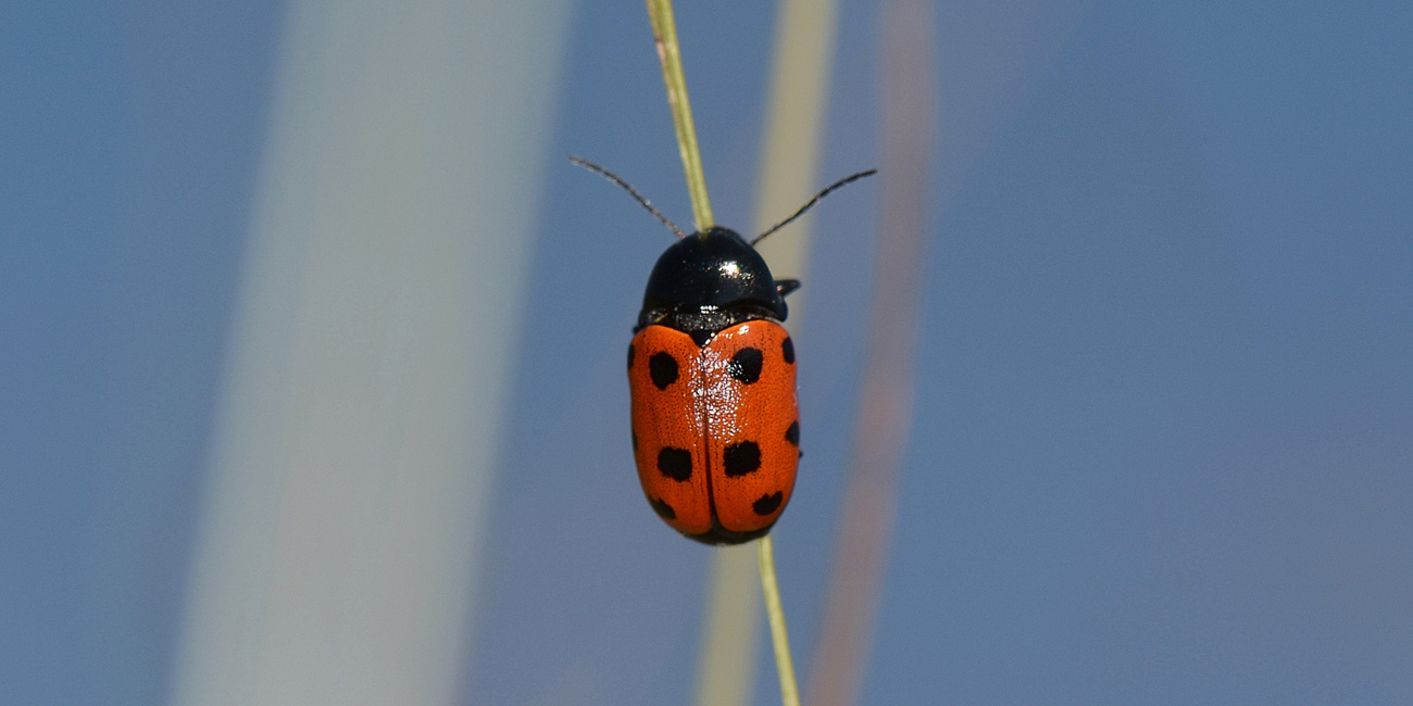 Cryptocephalus primarius? S, Chrysomelidae